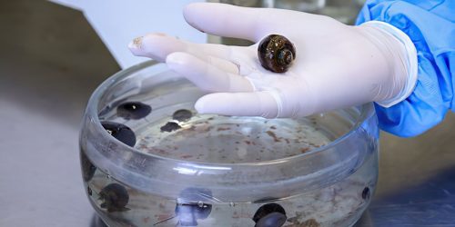 Verme que causa meningite é encontrado em moluscos de 26 cidades do RJ Imagem referente a Verme que causa meningite é encontrado em moluscos de 26 cidades do RJ