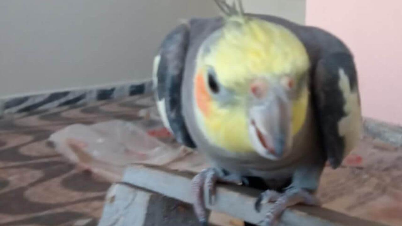 Calopsita Bily desapareceu no bairro Parque Verde