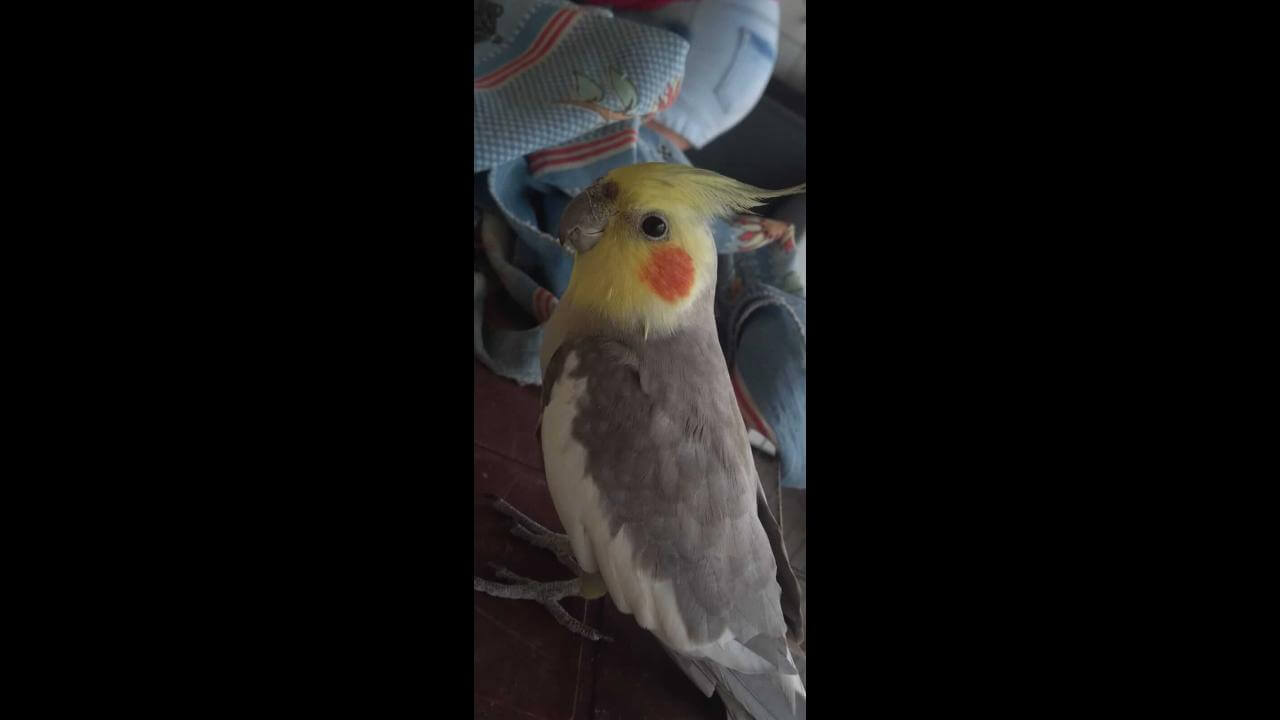 Calopsita Leri desapareceu no bairro Florais do Paraná