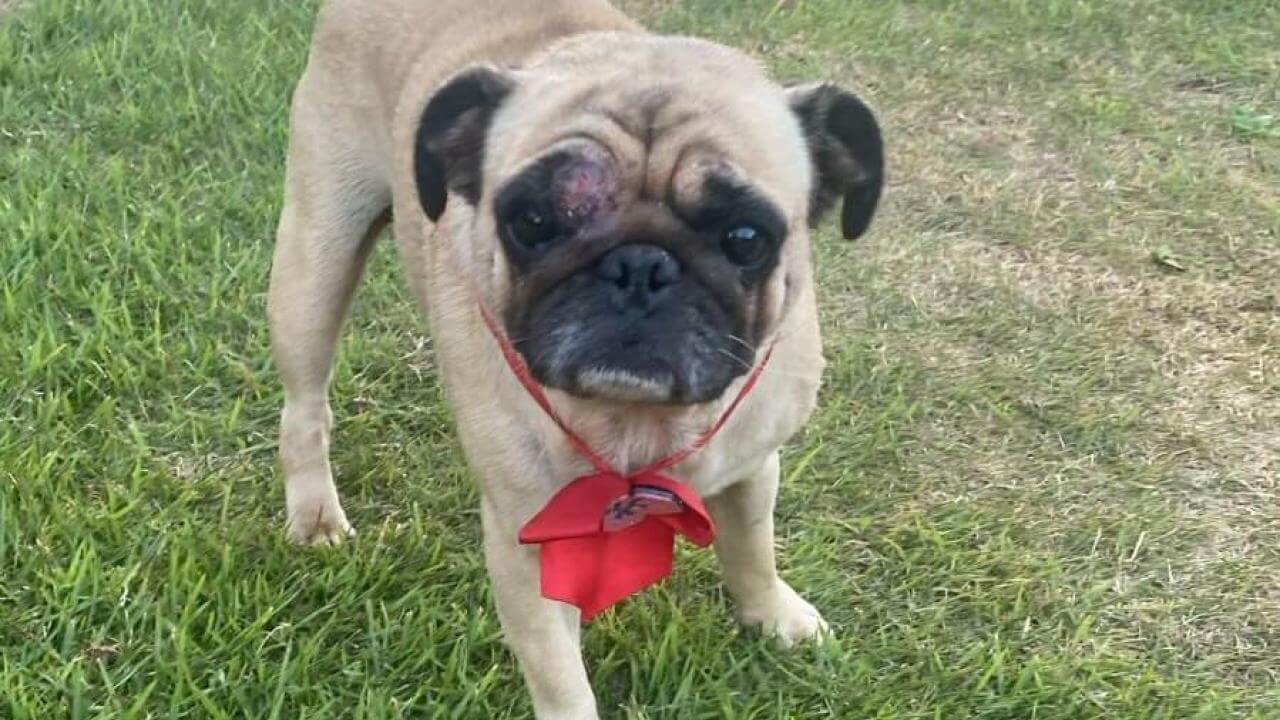 Cachorro é encontrado no bairro Região do Lago