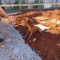 Imagem referente a Cachorro é resgatado após cair em buraco de obra na Rua Curitiba