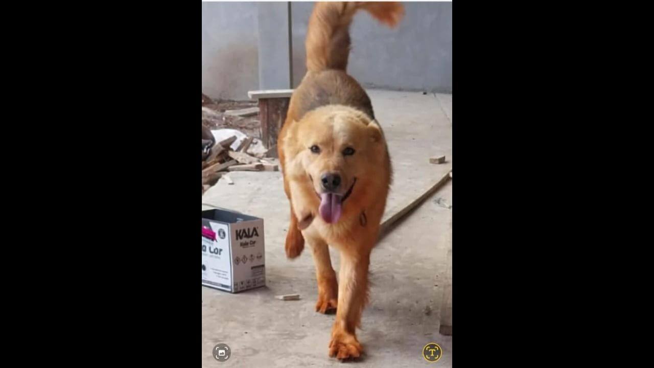 Cachorro Tóchi desapareceu no bairro Cascavel Velho