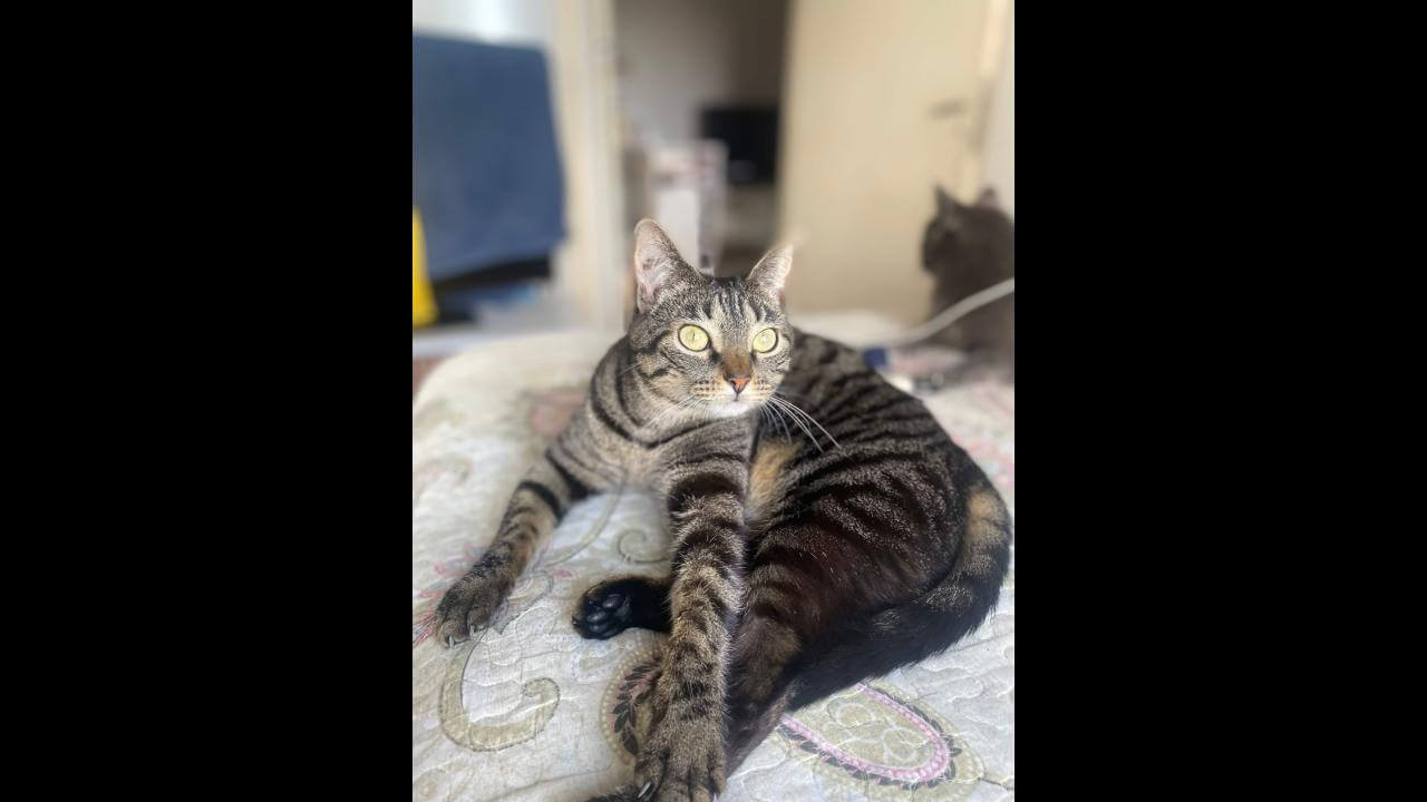 Gata Chiva desapareceu no bairro Santa Felicidade