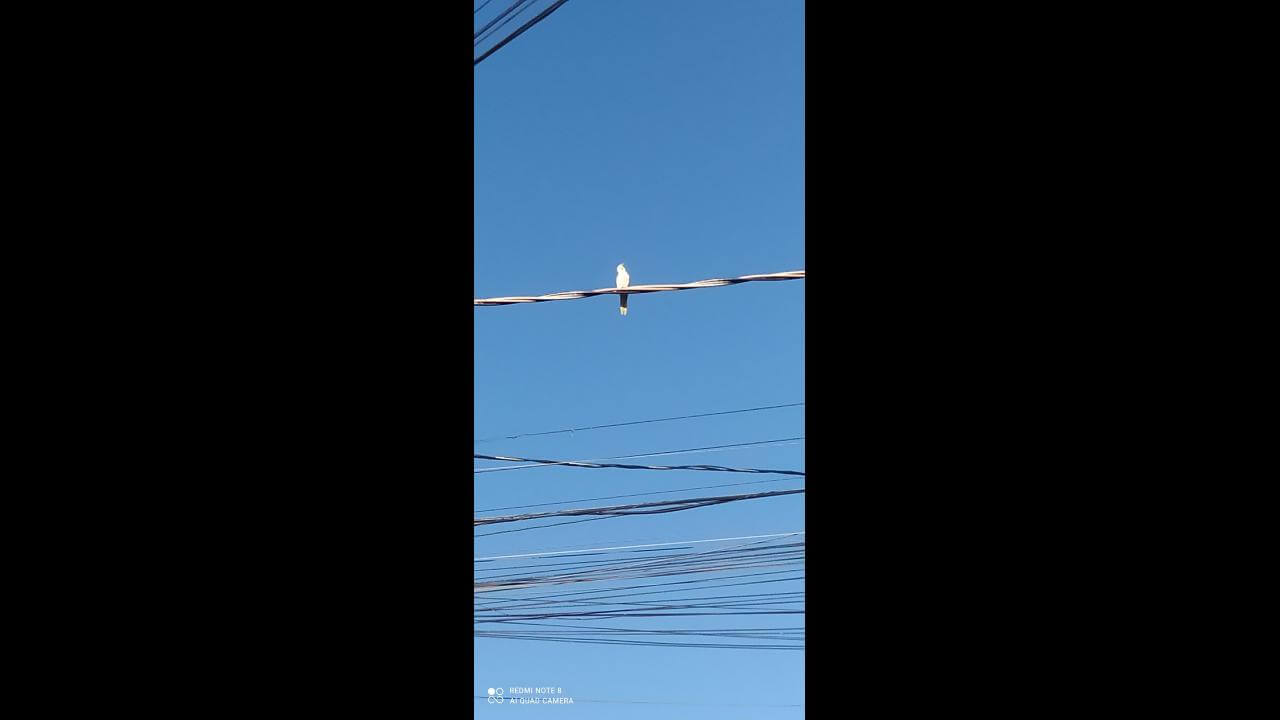Calopsita é encontrado no bairro Universitário