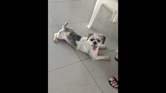 Imagem referente a Cachorro é encontrado no bairro São Cristóvão