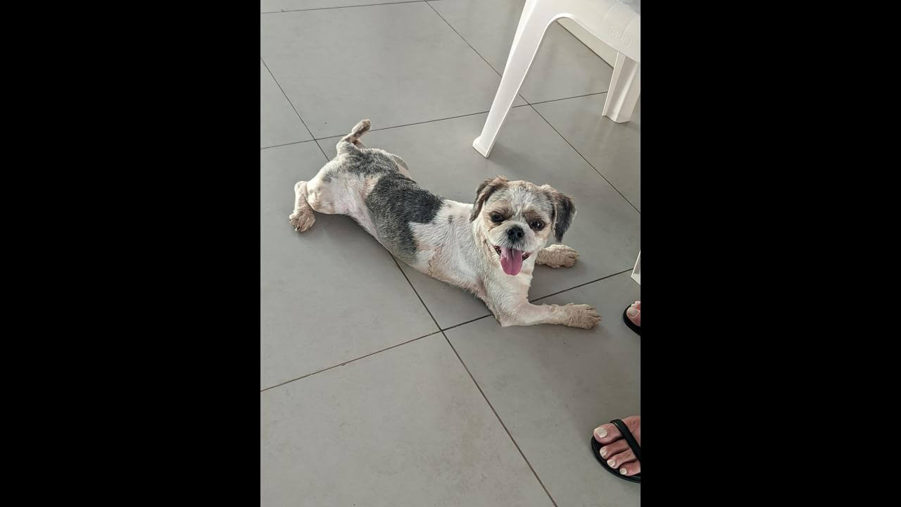 Cachorro é encontrado no bairro São Cristóvão