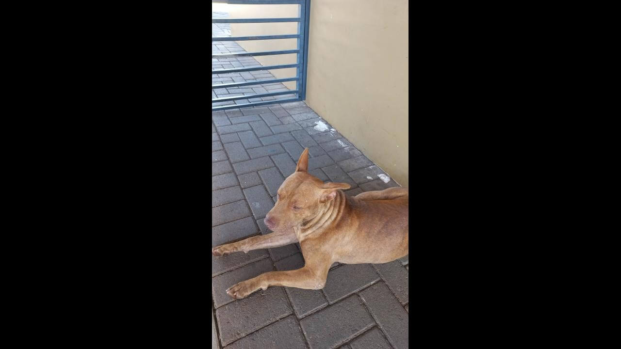 Cachorro é encontrado no bairro Parque Verde