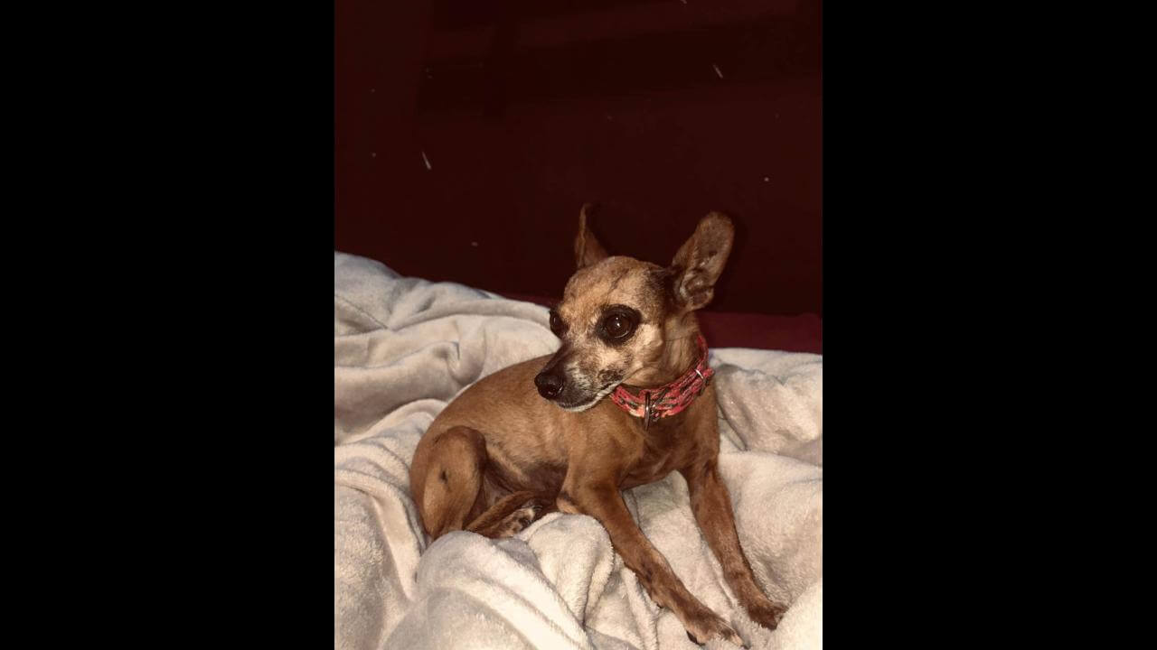 Cachorra Meg desapareceu no bairro Tarumã