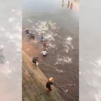 Imagem referente a Fartura no Balneário: chuva faz peixes ‘pularem’ direto para os pescadores