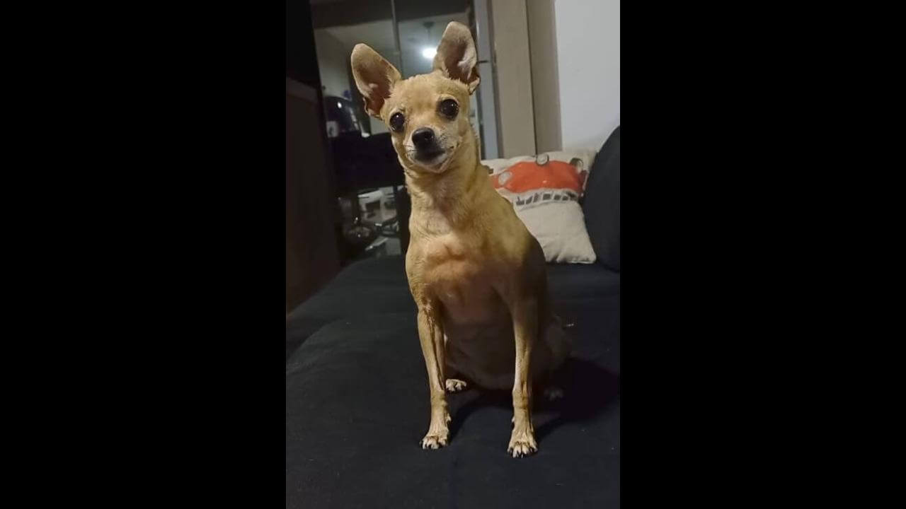 Cachorra Ravena desapareceu no bairro São Cristóvão
