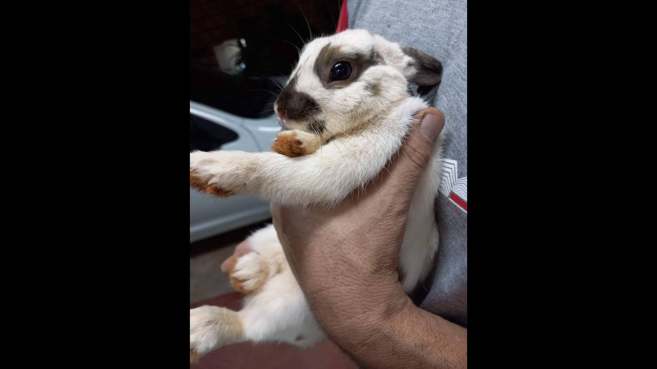 Coelho é encontrado no bairro Presidente