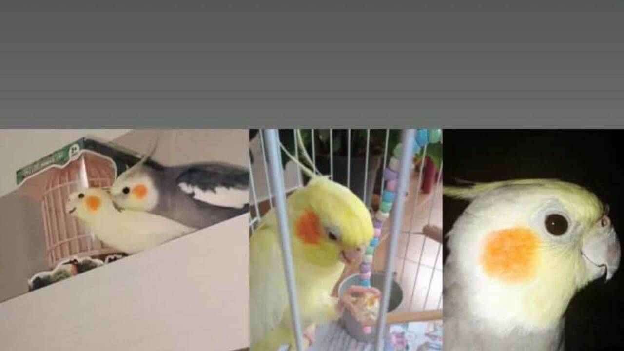 Duas calopsitas, uma amarela e outra cinza, desapareceram no bairro Pacaembu