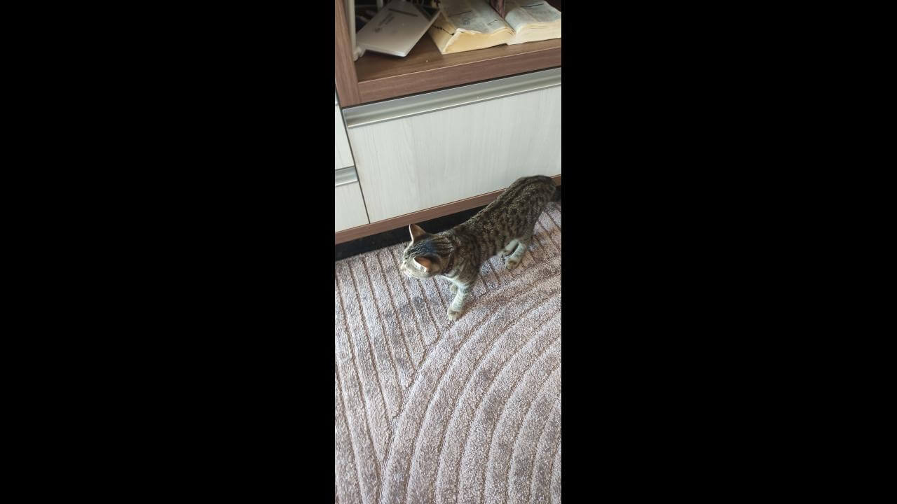 Gata Pipoca desapareceu no bairro Florais do Paraná