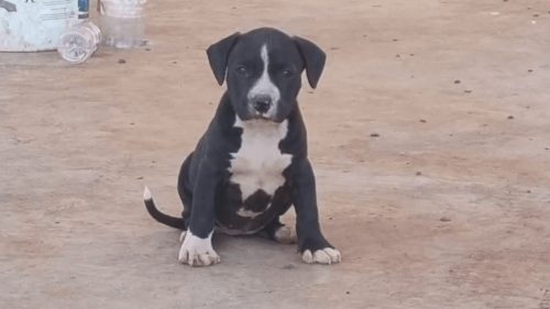 Imagem referente a Cachorra Cigana desapareceu no bairro Belmonte