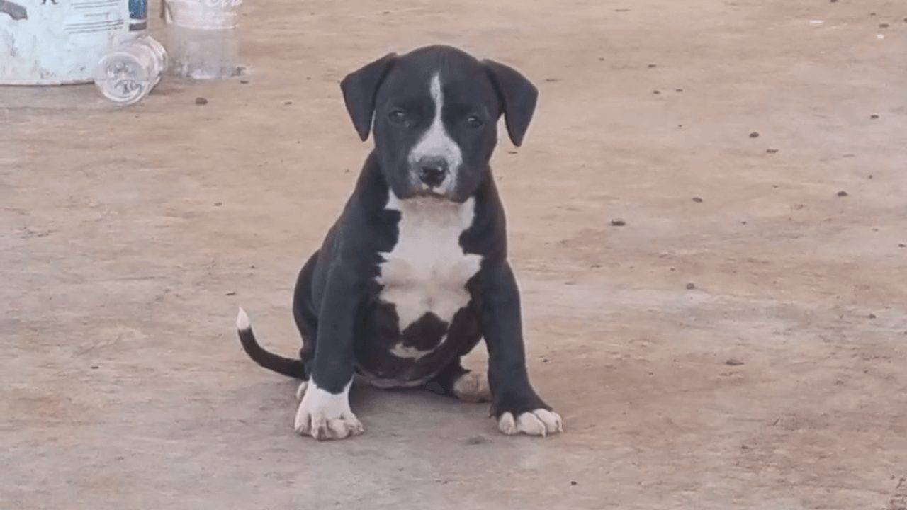 Cachorra Cigana desapareceu no bairro Belmonte