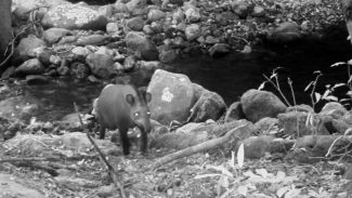 Consideradas extintas, antas são vistas no Rio após 100 anos