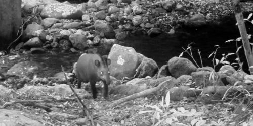 Imagem referente a Consideradas extintas, antas são vistas no Rio após 100 anos