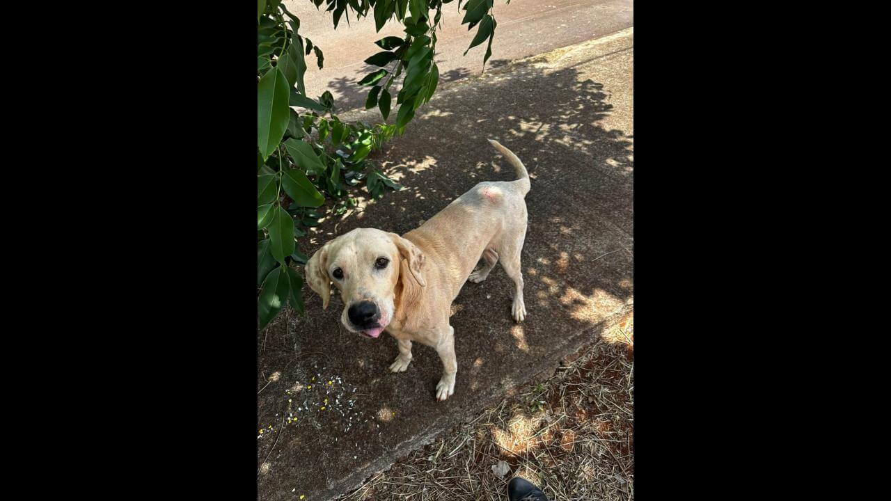 Cachorro é encontrado no bairro Jardim Veredas