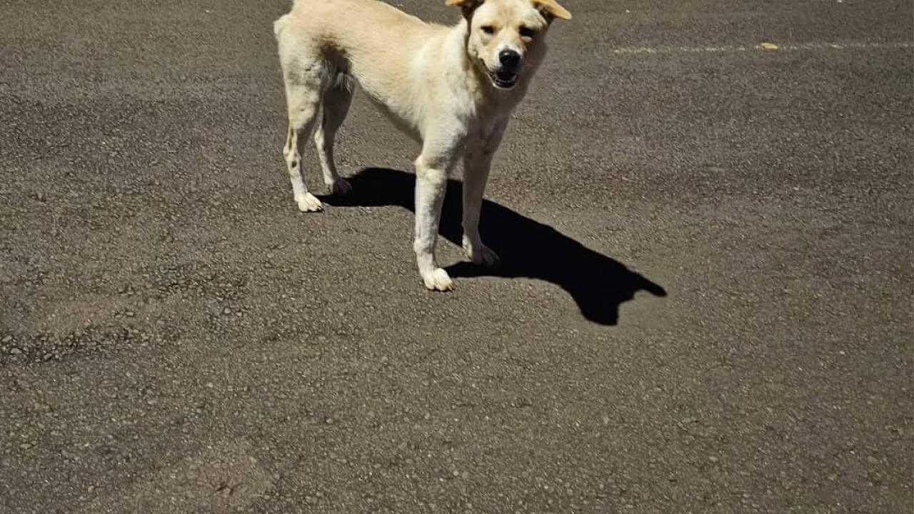 Cachorra é encontrada no bairro Jardim Veredas