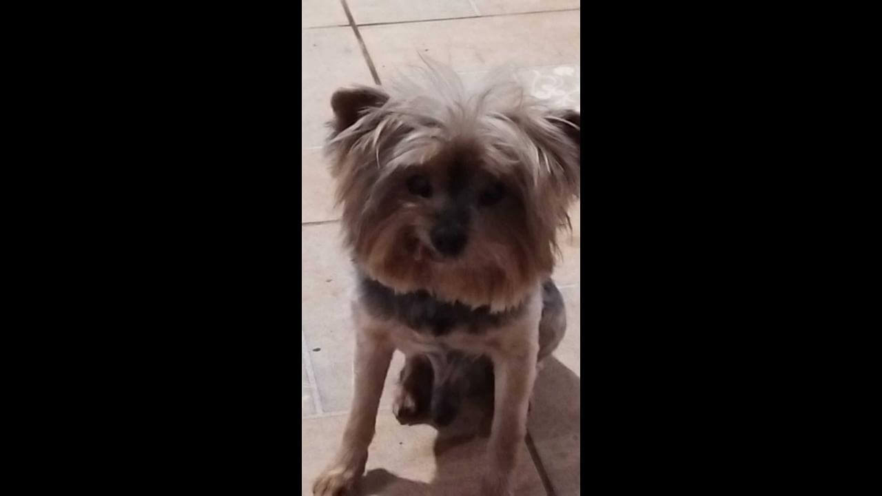Cachorro Chuck desapareceu no bairro Alto Alegre