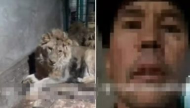 Imagem referente a Funcionário de zoológico é devorado vivo por leões ao gravar vídeo para impressionar a namorada