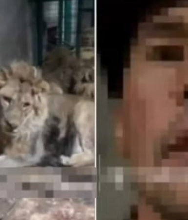 Imagem referente a Funcionário de zoológico é devorado vivo por leões ao gravar vídeo para impressionar a namorada