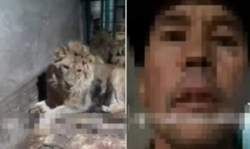 Imagem referente a Funcionário de zoológico é devorado vivo por leões ao gravar vídeo para impressionar a namorada