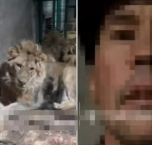 Imagem referente a Funcionário de zoológico é devorado vivo por leões ao gravar vídeo para impressionar a namorada