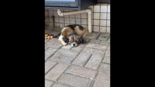 Imagem referente a Cachorra é encontrada no bairro Centro