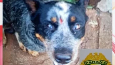 Imagem referente a Homem é preso após agredir brutalmente seu próprio cão em Campo Mourão