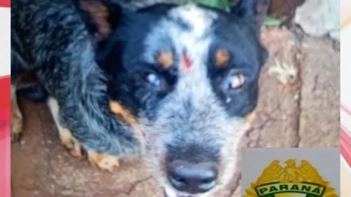 Imagem referente a Homem é preso após agredir brutalmente seu próprio cão em Campo Mourão