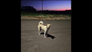 Imagem referente a Cachorra é encontrada no bairro Jardim Veredas