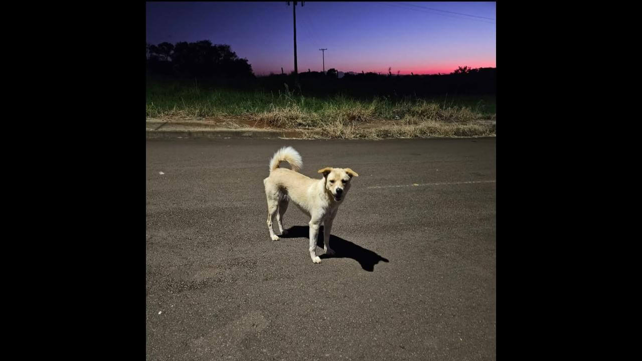 Cachorra é encontrada no bairro Jardim Veredas