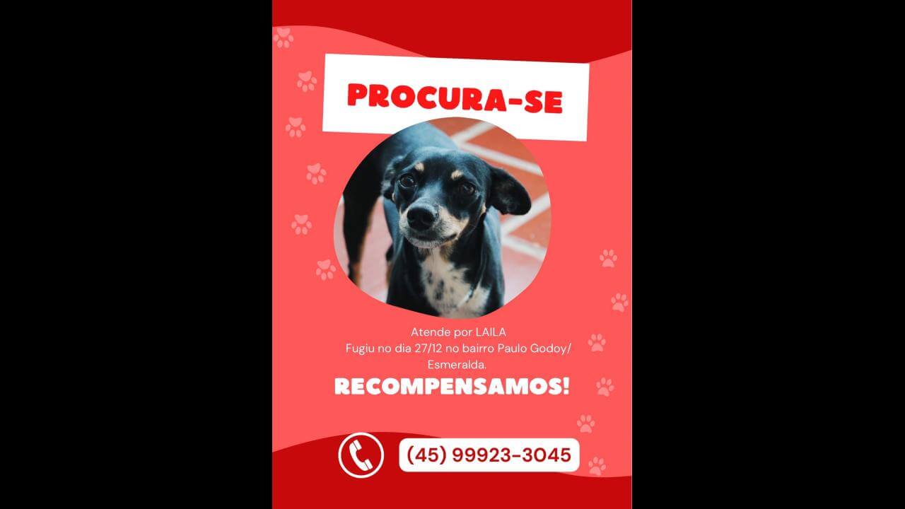 Cachorra Laila desapareceu no bairro Esmeralda