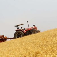 Imagem referente a Boletim agropecuário mostra transição entre primeira e segunda safra de grãos e batata