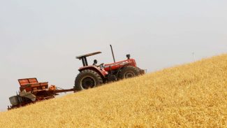 Boletim agropecuário mostra transição entre primeira e segunda safra de grãos e batata