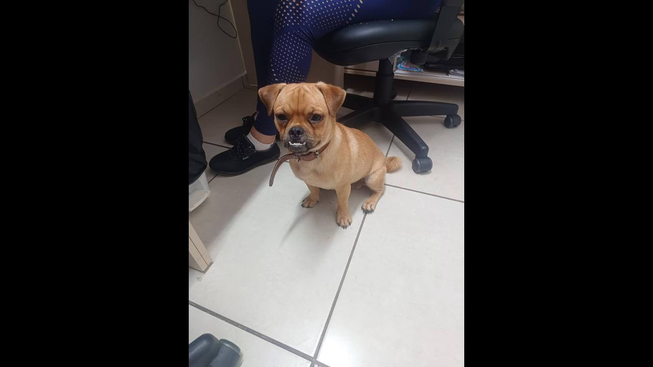 Cachorro é encontrado no bairro Periolo