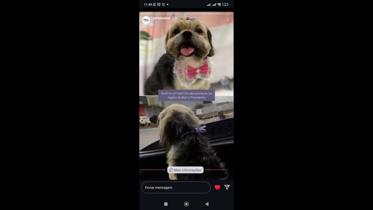 Cachorra Frida desapareceu no bairro Presidente