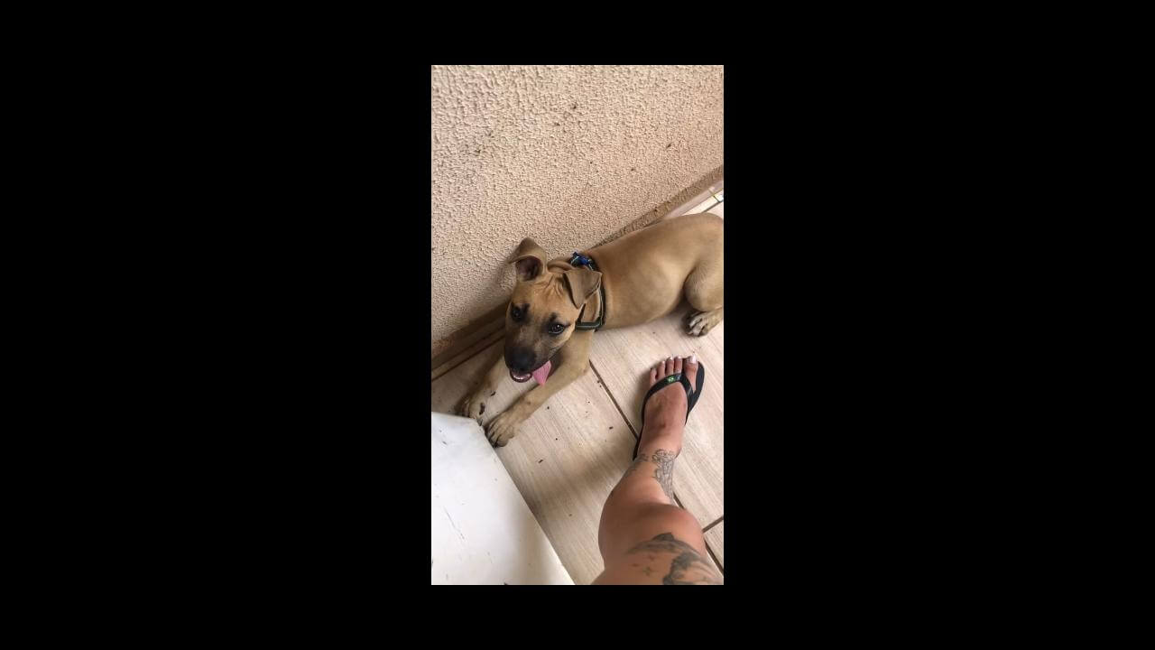 Cachorro Charada desapareceu no bairro Interlagos