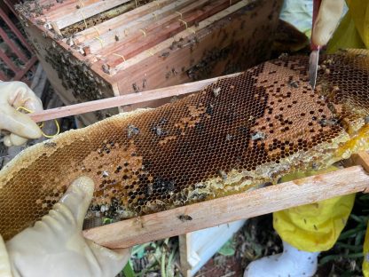 Imagem referente a Defesa Civil de Cascavel realiza operação de resgate de 50 mil abelhas em residência