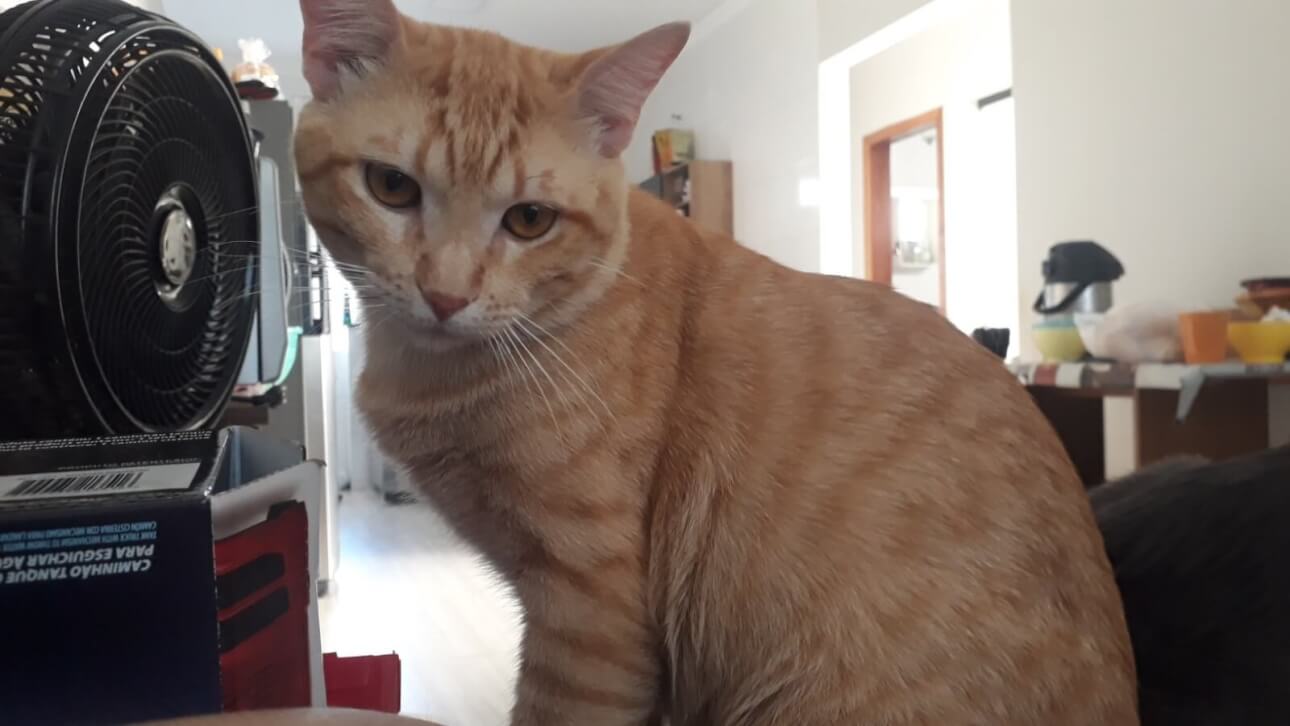 Gato resmungão desapareceu no bairro Santo Onofre
