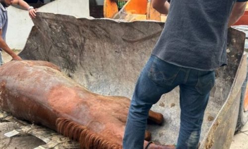 Imagem referente a Tragédia: 22 cavalos são mortos por possível intoxicação alimentar