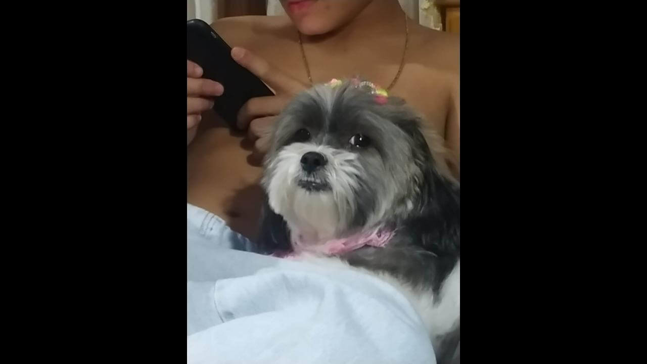 Cachorra desapareceu no bairro Brasmadeira