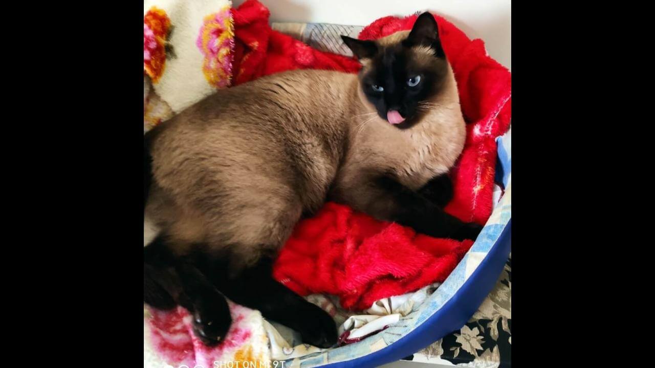 Gato Mico desapareceu no bairro São Cristóvão