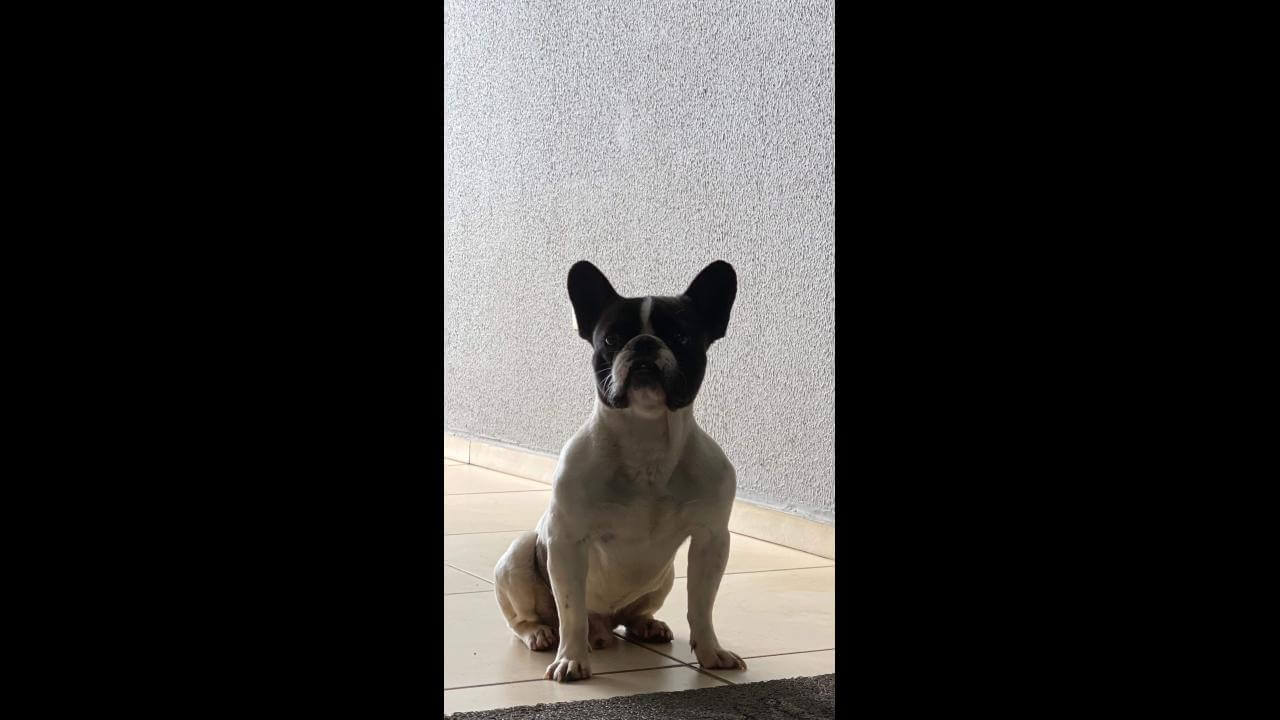 Cachorro Bruce desapareceu no bairro Canadá