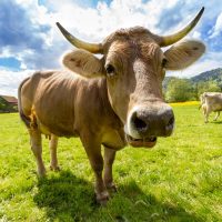 Imagem referente a Antes de levar coice fatal, homem tirou leite de vaca estuprada