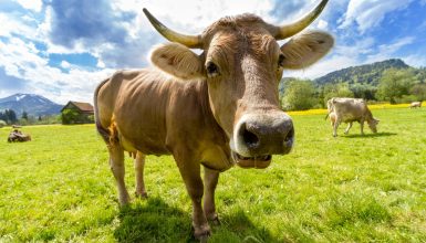 Imagem referente a Antes de levar coice fatal, homem tirou leite de vaca estuprada