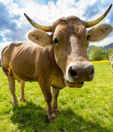 Imagem referente a Antes de levar coice fatal, homem tirou leite de vaca estuprada