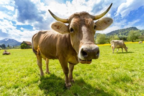 Imagem referente a Antes de levar coice fatal, homem tirou leite de vaca estuprada