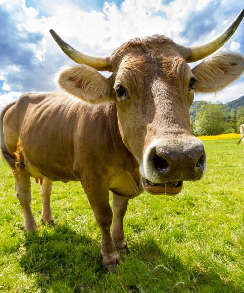 Imagem referente a Antes de levar coice fatal, homem tirou leite de vaca estuprada